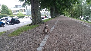 Kastanjeallén