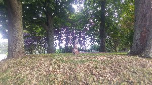 Kastanjeön