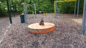 Skogens utegym