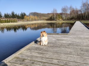 Gyllins våtmark