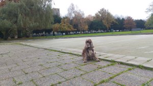 Rörsjöparkens plaskedamm