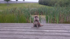 Hyllie vattenpark - Dammen