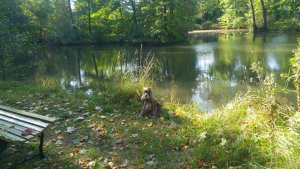 Engelska parken - Sjön