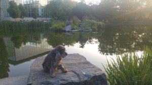 Slottsparken - Lilla dammens vattenfall