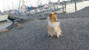 Småbåtshamnen i Limhamn