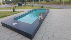Djurhagegatans mosaikkar