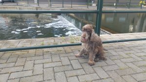 Ankarparkens vattenfall