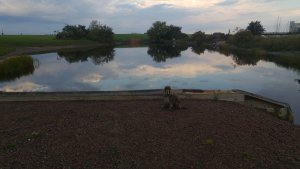 Ribersborg - hundrastplatsen sjö