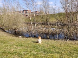 Sjön vid Lorensborgs gräsmatta